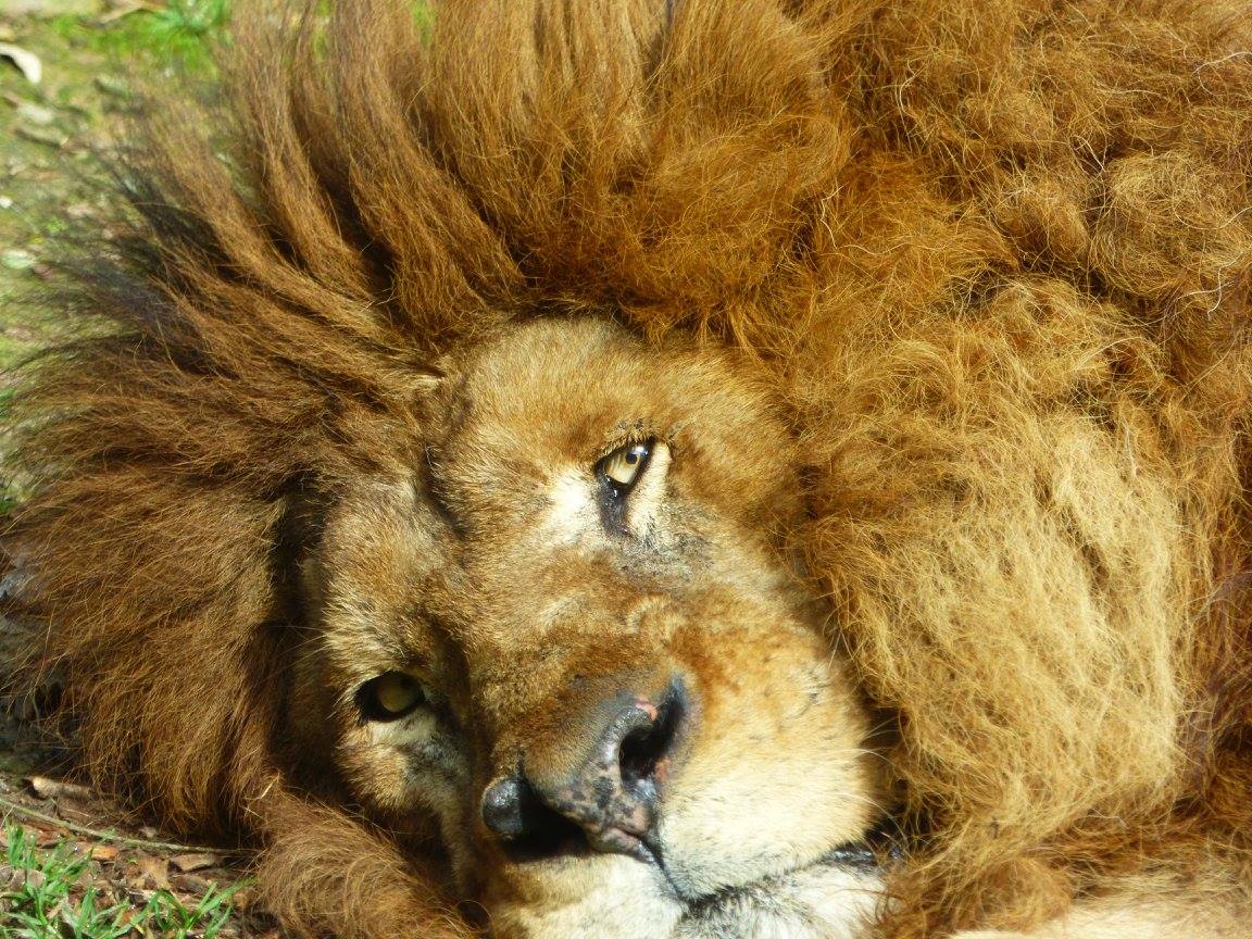 12525094_1020158641393212_6449557062372917152_o