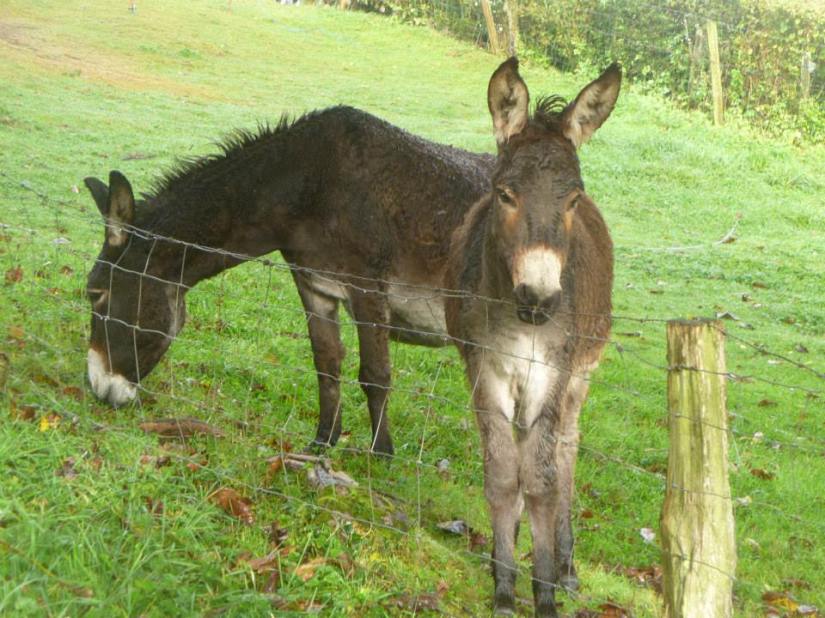 1897970_727411960667883_5685585507392892315_n